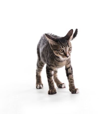 tabby kitten isolate on whiteの写真素材