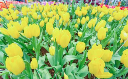 Tulip. Beautiful bouquet of tulips. colorful tulips.の写真素材