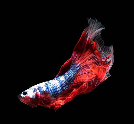 Betta fish, siamese fighting fish, betta splendens (Halfmoon betta
)isolated on black backgroundの写真素材