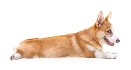 Cute Puppy Corgi is lying on the floor on white background.の写真素材