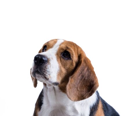 beagle dog isolated on white backgroundの写真素材