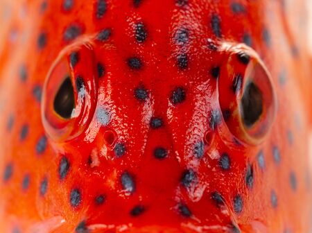Closes - up red coral grouper.の写真素材