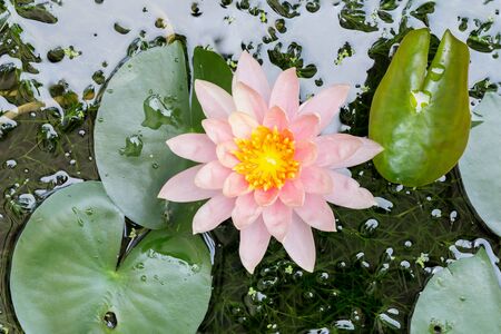 beautiful waterlily or lotus flower in pondの写真素材