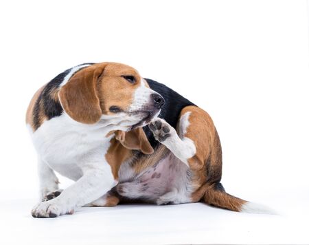 beagle dog isolated on white backgroundの写真素材
