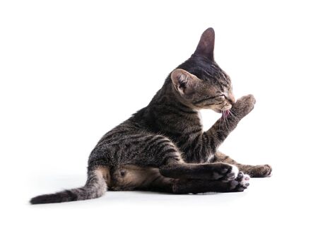 tabby kitten isolate on whiteの写真素材