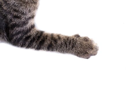 cats paw isolate on whiteの写真素材
