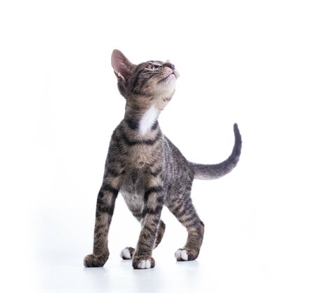 tabby kitten isolate on whiteの写真素材
