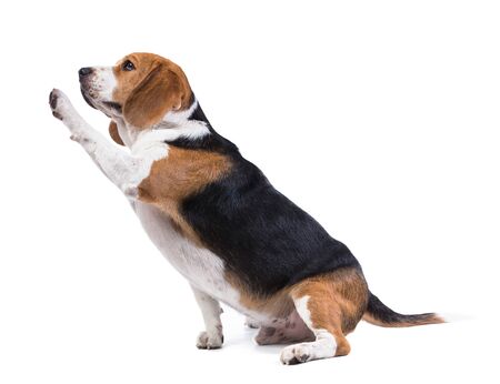 beagle dog isolated on white backgroundの写真素材