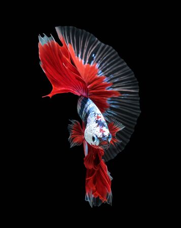 Betta fish, siamese fighting fish, betta splendens (Halfmoon betta
)isolated on black backgroundの写真素材
