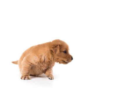 Cute Golden Retriever Puppy isolate on white background.の写真素材