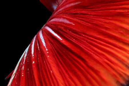 Texture of tail siamese fighting fishの写真素材