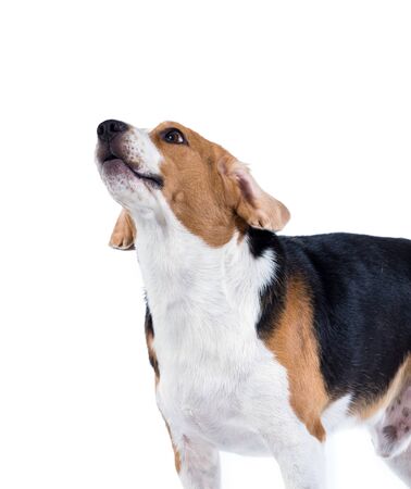 beagle dog isolated on white backgroundの写真素材