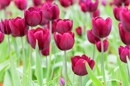 Tulip. Beautiful bouquet of tulips. colorful tulips.の写真素材