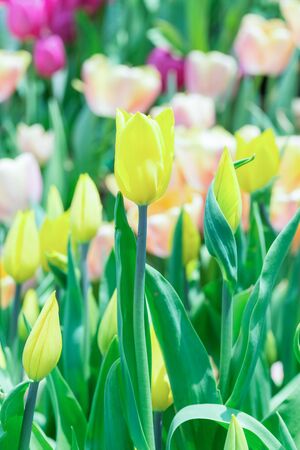 Tulip. Beautiful bouquet of tulips. colorful tulips.の写真素材