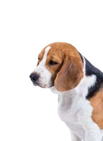 beagle dog isolated on white backgroundの写真素材