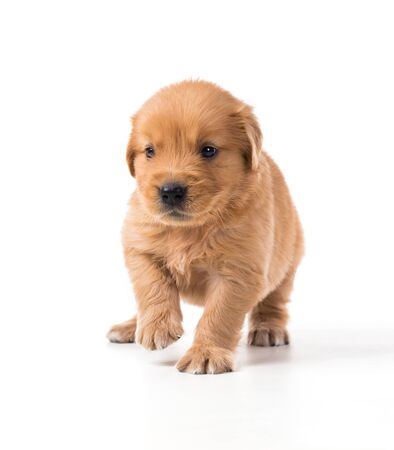 Cute Golden Retriever Puppy isolate on white background.の写真素材
