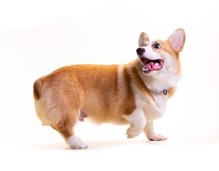 Cute Puppy Corgi Pembroke isolate on white background.の写真素材