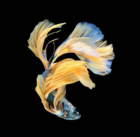 Betta fish, siamese fighting fish, betta splendens (Halfmoon betta
)isolated on black backgroundの写真素材