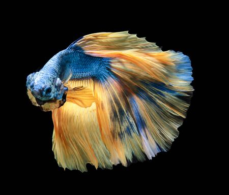 Betta fish, siamese fighting fish, betta splendens (Halfmoon betta
)isolated on black backgroundの写真素材
