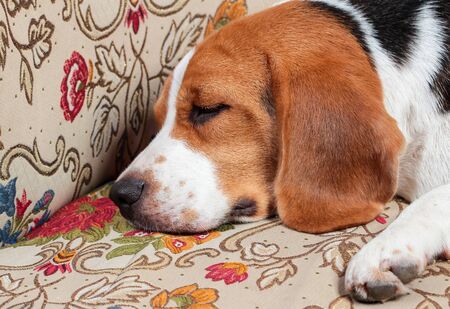 Young beagle sleep on pillow.の写真素材