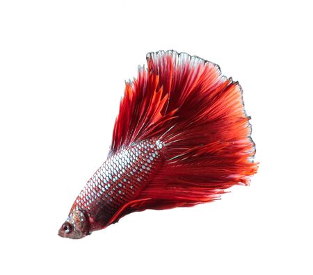Betta fish, siamese fighting fish, betta splendens (Halfmoon betta
)isolated on white backgroundの写真素材