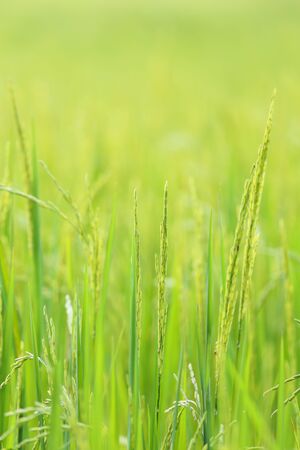 Close up of green jasmine riceの写真素材
