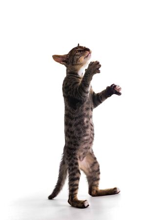 tabby kitten isolate on whiteの写真素材