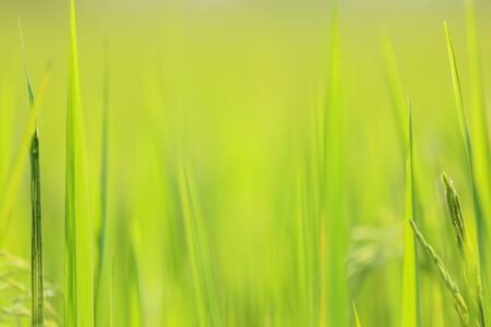 abstract nature background with green leavesの写真素材