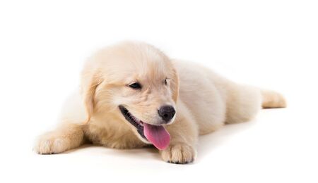 Cute Golden Retriever Puppy isolate on white background.の写真素材