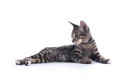 tabby kitten isolate on whiteの写真素材