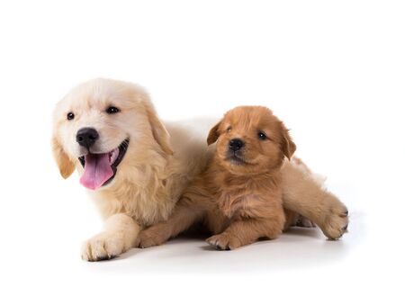Cute Golden Retriever Puppy isolate on white background.の写真素材