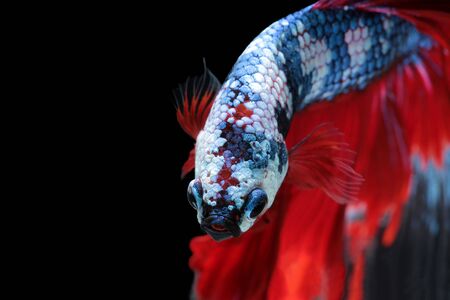 Betta fish, siamese fighting fish, betta splendens (Halfmoon betta
)isolated on black backgroundの写真素材