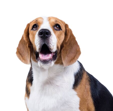 beagle dog isolated on white backgroundの写真素材