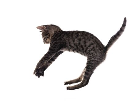 tabby kitten isolate on whiteの写真素材