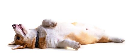 Cute Puppy Corgi Pembroke isolate on white background.の写真素材