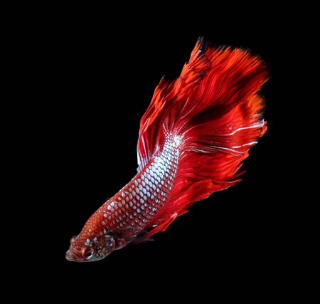 Betta fish, siamese fighting fish, betta splendens (Halfmoon betta
)isolated on black backgroundの写真素材
