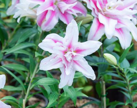 beauty pink lilly.lilly flower.の写真素材