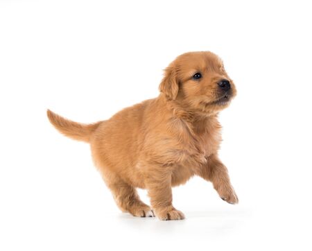 Cute Golden Retriever Puppy isolate on white background.の写真素材