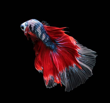 Betta fish, siamese fighting fish, betta splendens (Halfmoon betta
)isolated on black backgroundの写真素材