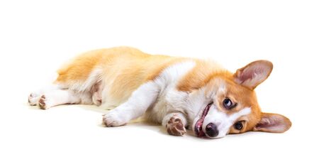 Cute Puppy Corgi is lying on the floor on white background.