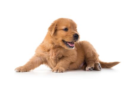 Cute Golden Retriever Puppy isolate on white background.の写真素材