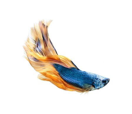 Betta fish, siamese fighting fish, betta splendens (Halfmoon betta
)isolated on white backgroundの写真素材