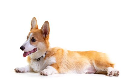 Cute Puppy Corgi Pembroke isolate on white background.の写真素材