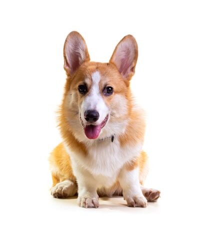 Cute Puppy Corgi Pembroke isolate on white background.の写真素材