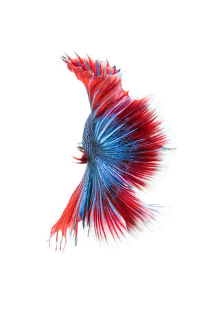 Betta fish, siamese fighting fish, betta splendens (Fullmoon betta
)isolated on white backgroundの写真素材
