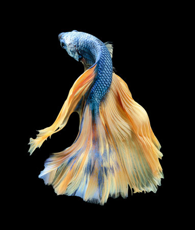Betta fish, siamese fighting fish, betta splendens (Halfmoon betta
)isolated on black backgroundの写真素材