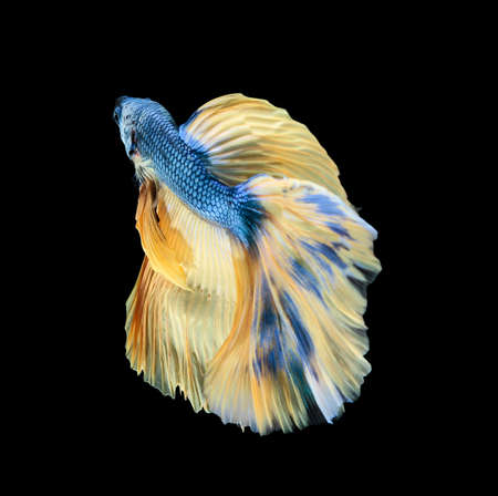 Betta fish, siamese fighting fish, betta splendens (Halfmoon betta
)isolated on black backgroundの写真素材