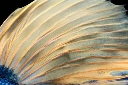 Texture of tail siamese fighting fishの写真素材