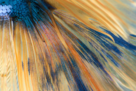Texture of tail siamese fighting fishの写真素材