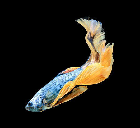 Betta fish, siamese fighting fish, betta splendens (Halfmoon betta
)isolated on black backgroundの写真素材